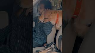 Repost” watch till end  #goldenritriever #puppies #doglover