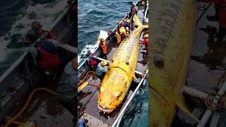 GIANT brightly colored sea creature caught by fishermen