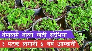 आम्दानीको राम्रो माध्ययम बन्न सक्छ स्टेभिया खेती || How to stevia farming ||