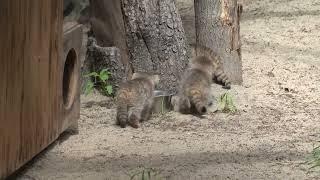 Котята Лоло вышли из домиков и каждый занялся своими делами. 05.06.2024