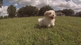 Meet Einstine the Teddy Bear Puppy!