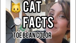 Neat Cat Facts ~ Toe Bean Color