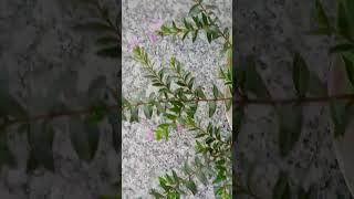 Mexican heather/ False heather ! flowers hi flowers ! #balconygarden #viral #video #beautifulnature