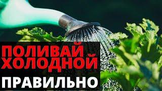 Как поливать растения холодной водой - без вреда