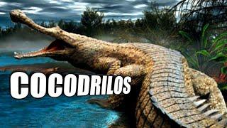 CROCODILS: Predators of yesterday and today 