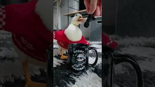 Surprisingly, it still works perfectly #shorts #pet #ducks #asmr