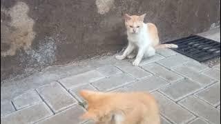 Cats clean up their bodies on the sidewalk