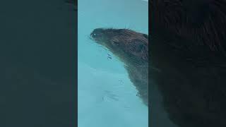 Yes. I can swim. #capybara