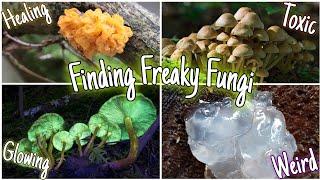 Exploring Weird & Wonderful Mushrooms That Grow In The Woods! Healing, Toxic, Glowing & More!