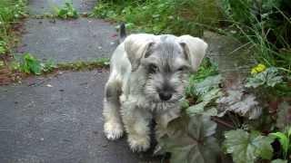 Monty The Miniature Schnoodle