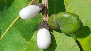 White Biba Seeds Tree's :- 8999204361 | Safed Bhilawa Price In India