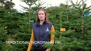 Traditional Nordmann Fir - An introduction