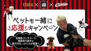 ペットも一緒に応援キャンペーン【北海道コンサドーレ札幌×ジョイフルエーケー×EZOCA】