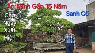 CÂY SANH CỔ * ẨN MÌNH GẦN 15 NĂM * của anh NGHIỆP - QUÝ ĐẾN MỨC NÀO ?