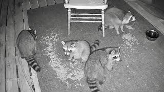 Four Fuzzy Raccoons | Nocturnal Nuggets Sept 15 