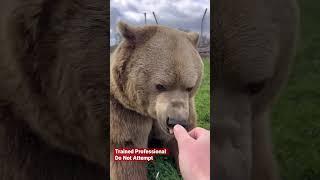 Bears love to get treats! #animals #coolanimals #dangerousanimals