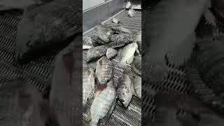 Fresh Live Tilapia Fish-Processing Fillets