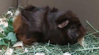 Loud Wheeking Guinea Pig