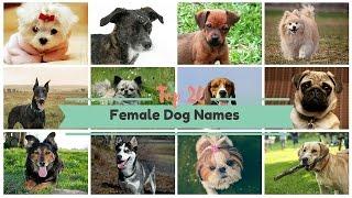 Top 20 Popular Female Dog Names