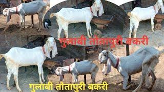 गुलाबी तोतापुरी बकरी 6 दांत फ्रेश #7374914100/9671369795 Gulabi totapuri bakri گلابی طوطا پوری بکری