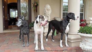 2 Funny Great Dane & Puppy Love To Play In the Florida Rain & Senior Lady Doesn't Like To Get Wet