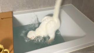 Dumb cat who thought the water was the floor..!!