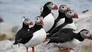 Bold Coast Puffins Tour: Maine to Machias Seal Island