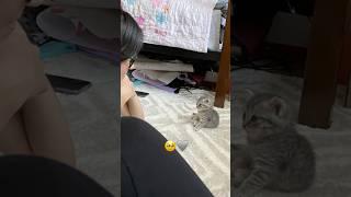 #домашниеживотные #питомцы #котики #любовь