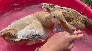 Homestead Bird Mayhem, Trimming a Cross Beak, Getting More Ducks???