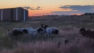Sheep & Goats | Indian Man In America