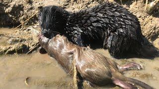 MINK KILLS MUSKRAT WITH ONE BITE!! PEST CONTROL WITH MINK MAN AND HIS HUNTING MINKS