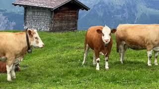 Axalp, SWITZERLANDMost Beautiful Places to Visit. Swiss Village Tour  A High Alpine Pasture