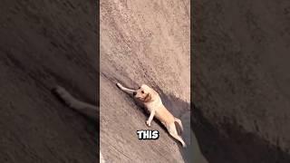 Dog Slips Into a Deep Pit and Crying For Help ️ #shorts #dog #rescue