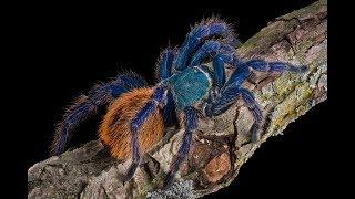 Green Bottle Blue Tarantula (Chromatopelma Cyaneopubescens) Feeding