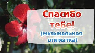 Спасибо! Благодарю тебя! Самые красивые пожелания. Музыкальная открытка.