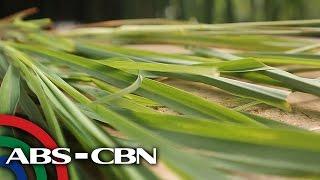 Salamat Dok: Health benefits of Lemongrass | Cure Mula sa Nature