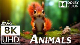 AUTUMN: ANIMALS CUTE - Scenic Relaxation Film With Relaxing Music - 8K (60fps) Video Ultra HD