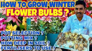 जल्दी से जल्दी फूल लेने के लिए बल्बस प्लांट्स को कैसे लगाएँ ? || Potting mix for Winter Flower Bulbs