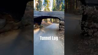 Tree or Tunnel? #hiking