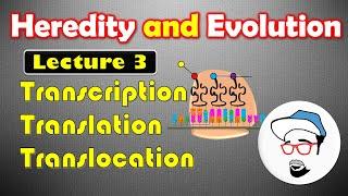 Transcription, Translation and Translocation || Heredity and Evolution Class 10 SSC