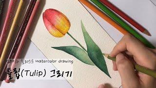 수채화 일러스트 | 간단하고 귀여운 튤립 꽃 쉬운 그림그리기, 보태니컬아트 기초 강좌 How to draw tulip flower, watercolor drawing