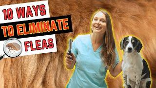 Top 10 Ways to Get Rid Of Fleas!! | Veterinarian Approved