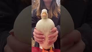 Mr. Whip is just happy to be involved️ #ShortsmasChallenge #Ducks #PetDucks #DancingDuck
