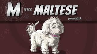 The Maltese