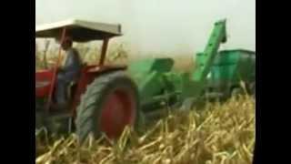 corn picking in pakistan 2012