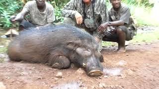 Centrafrique/CAR. Hylochère / Giant forest hog by Renaud Desgrées du