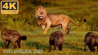 LION vs HYENA | The Ancient Feud of Apex Predators | Nature Animal Documentary