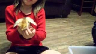 Baby Chicks 2011