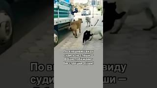 Смелый кот сражается  с толпой  собак