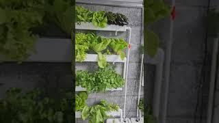 Grow Lettuce At Home With Hydroponics